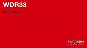 Anti-WDR33 Antibodies | Invitrogen