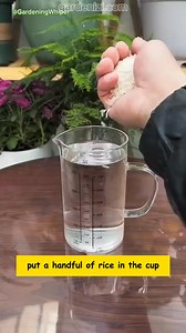 Add a handful of rice to the cup for your plants.#Garden #RiceWater #PlantCare #Gardening #GreenTips | Petal Paradise