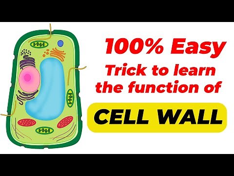 Functions of CELL WALL | Trick to REMEMBER Cell Wall Functions | Cell Wall Biology
