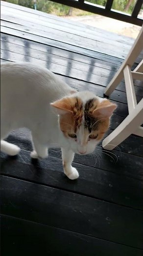 Maca hoce maca mjauce morska verzija