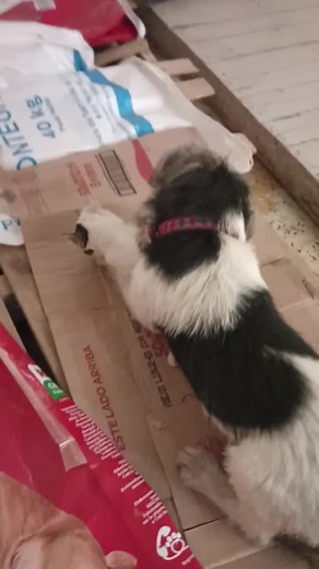 Y bueno lo que los veterinarios se preguntan es como no le pasó nada al gato y al otro día estaba normal #gato #accidente #gatode7vidas