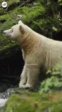 Amazing Secrets of Bears 🐻