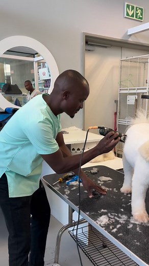 1.2K views | O processo 843600036 | PETS CLINICA VETERINARIA- - MAPUTO | Facebook