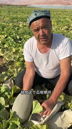 火焰山脚下的西州蜜哈密瓜已经成熟了，快来品尝一下#西州蜜瓜 #哈密瓜 #星乡村星农人 #新鲜采摘 #我的乡村生活