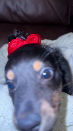 Dachshund in a Bun: Cute Pet Moments