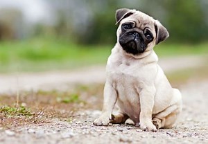 How to Train a Pug?