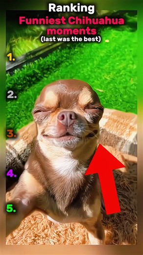 🏆Ranking Funniest Chihuahua moments#dogs #funny #shorts