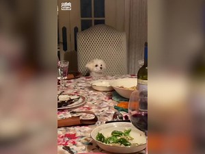 2.8M views · 78K reactions | Pets do the funniest things... | Animal Antics | Facebook