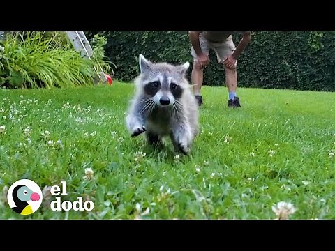 Mapache bebé rescatado aprende a nadar con papá | Corazones Salvajes | El Dodo
