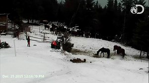 The Kilchers (Charlotte, Otto, and August) were in the yard to gather their Christmas tree. Otto blew the top off a tree earlier this winter and now have it to decorate at the shed. Toward the end of this short video, you can see Otto get the UTV stuck. Video from the shed decorating coming soon. You can see their dog, goat, pig, and goose in the video as well as horses and cows. There is no sound on any of the videos. | Kilcher Cam Fans