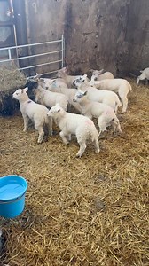 316K views · 3.1K reactions | Moving the lambs #lambs #lambingseason #Lambing2025 #lambfeeding #petlambs The Littlest Dairy | Pencoed Fach Farm Blackwood | Facebook