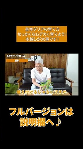皇帝ダリアの育て方 せっかくならデカく育てよう！冬越しが大事です！#Shorts