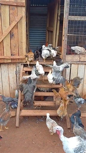981K views · 8K reactions | Local chicken Farming | Shina Farms | Facebook