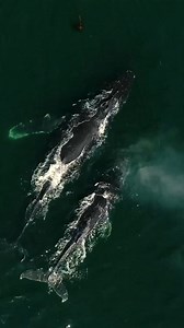 Mom and baby Blue whale, Orcas, Humpback whales, Gray whales #amazing #sea #ocean #whale #Kills #fyp #foryou #humpbackwhale #nature #virals #viralshorts | Ocean.Tour