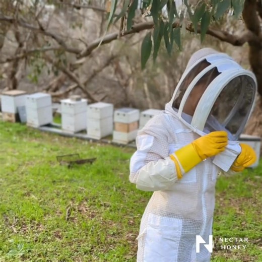🍯 Not All Honey is The Same - Taste Nature's Powerful Superfood, Nectar Honey 🐝 This isn’t just honey - it’s raw, medicinal-grade goodness, full of natural healing power. Always Raw, Never Blended, Zero Chemicals. Just pure, bioactive honey from Western Australia. 🐝 What makes our honey so special? • Potent antibacterial strength in Lab Tested; Jarrah TA35 , Yarri TA30 , Marri TA20 • Sustainably & ethically harvested • Supports immunity, gut health & healing • Great Taste Award Winning, and B