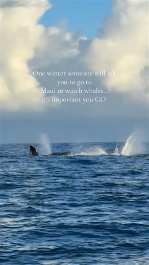 Hawai’i Ocean Rafting on Instagram: "What’s life without experiences that leave us in wonder! The winter migration of humpback whales to Maui never fails to leave us feeling the magic and wishing they never left! #whales #ocean #wildlife #viralanimals #hawaii #gopro #humpbackwhales #travelhawaii #mauitours #lethawaiihappen"