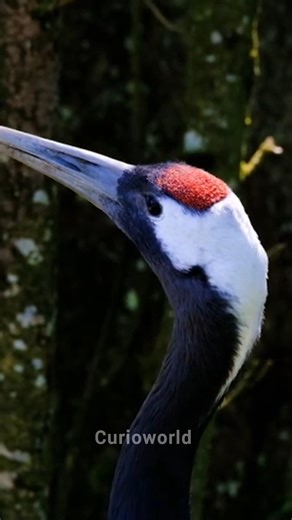 Red-Crowned Crane Amazing Facts 🕊️#curioworld #animals