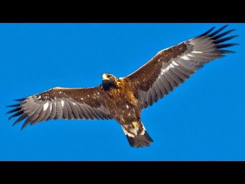 Golden Eagles 'ride the waves' through the Rocky Mountains