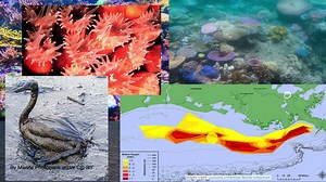 Human impact on aquatic environments