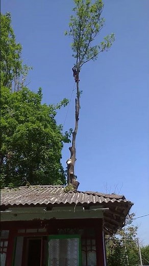 Tree Cutting Master – Level 80! Rope Controlled Tree Top Drop 🌲🪢 #lifehacks #creativesurvival