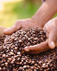 4.7K views · 17 reactions | How do you like yours? Stream the coffee episode of The Cook Up now on SBS On Demand sbs.com.au/ondemand/video/1890355267993/the-cook-up-with-adam-liaw-s1-ep22-coffee Browse all our coffee recipes here: sbs.com.au/food/ingredient/coffee | SBS Food | Facebook