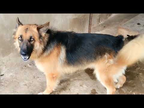 Agressive german shepherd dog barking animals voice sound dog barking video.