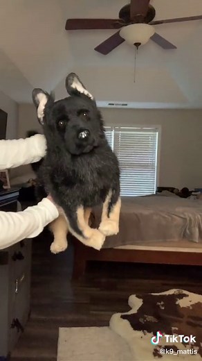 Best duet gets a Mattis shirt and signed book! Tag people that should duet😊 #mydogmattis