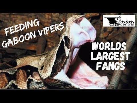 World's Largest Fangs | Feeding African Gaboon Vipers