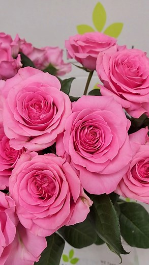 Fall may be all about deep tones and cozy textures, but we couldn’t resist a little spring tease with these brand new pink roses! Sweet Eye Fatima Gardens (the only returning variety) Ballerina Yuyi Gardens Lilit Cleo Nuage Bella Raspberry Spray Rose Most of these beauties are available now — save this for your spring mood board! 🌷 #roses #pinkroses #newroses #gardenroses | Mayesh Wholesale Florist