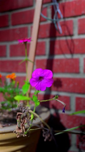 Feb 6, 2026 - Backyard video test of the ‪@Sony‬ a7rii - 4K/S-Log 2/24fps/ ND/S35 - #nature #video