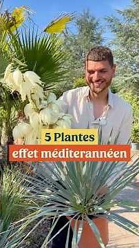 5 plants to create a Mediterranean garden ☀️