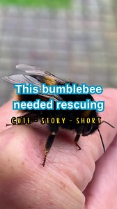 This bumblebee needed rescuing – all it took was a helping hand 🖐 Bumblebees are generally very calm creatures that quietly go about their business visiting flowers. If you find a bumblebee in need of rescue, the best way to help them is to pop them onto a nearby flower 🌼 #FlowerFirst 🎥 Helen King | Bumblebee Conservation Trust