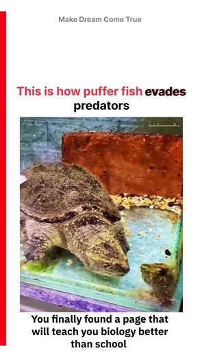 🐡This is how 🌊 puffer fish 🦈evades predators ⚠️ | MDCT