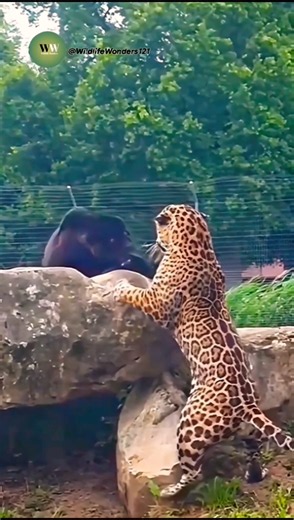 Jaguar vs Black Panther | Fierce Rock-Territory Battle