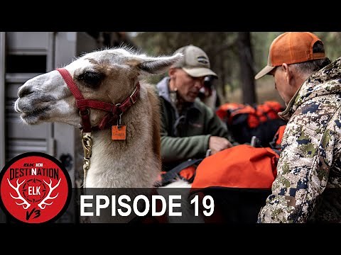 Backcountry Elk Hunting with Llamas! (Destination Elk V3 - Episode 19)