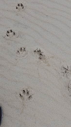 Beach Walk with the Dog | Basil C. Puglisi