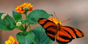 Butterflies Absolutely Love These Orange Flowers