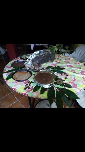 Antonio Musolino on Reels