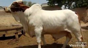 4.7K views · 408 reactions | INSHALLAH YEH BACHRA KARACHI COW MANDI MAI AYE GA 8 JULY TAK AUR ABHI BHI FOR SALE HAI KOI BHAI INTERTESTED HO CONTACT KAR SAKTA HAI 03013224503 | Karachi cow mandi Kcm | Facebook