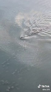 Aerial Crocodile Footage in Malcolm Douglas Country | West Australia