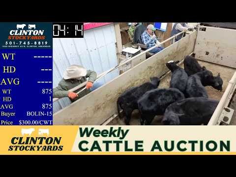 Ozark Region Cattle Auction LIVE | Clinton Stockyards | Feb 7, 2026