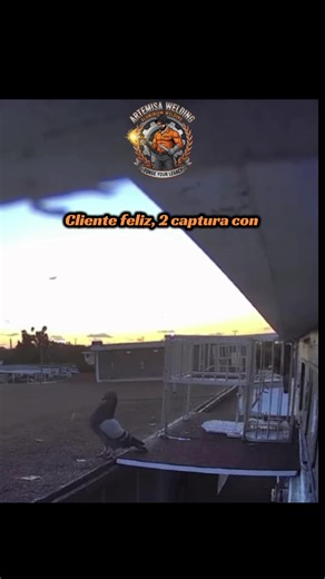 Custom Jerezanas and Tampa Palomeros: Happy Client Success