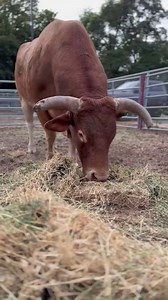 1.1K views · 89 reactions | Up close with the bulls. | Ellensburg Rodeo | Facebook
