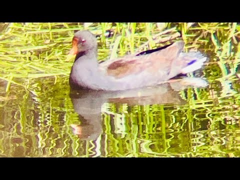 Little Black Cormorant、Common Moorhen、ducks are Lunch break time 😴 #birds #birdvideo #birdeating