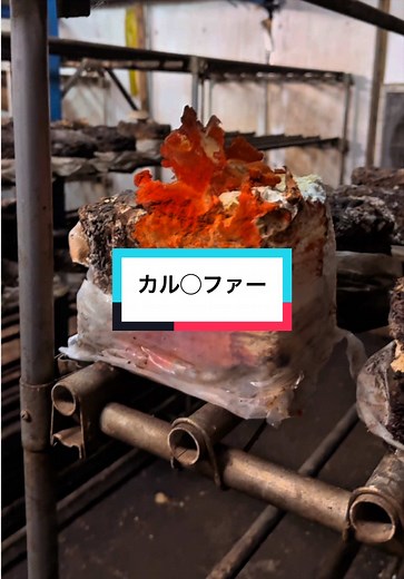 椎茸栽培の限界、農家の挑戦