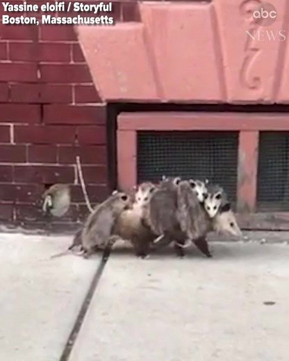 Hang on and enjoy the ride! This mother opossum manages to carry the weight of her furry family of baby opossums while taking a stroll down a Boston sidewalk. https://abcn.ws/2L9hNAZ | ABC News