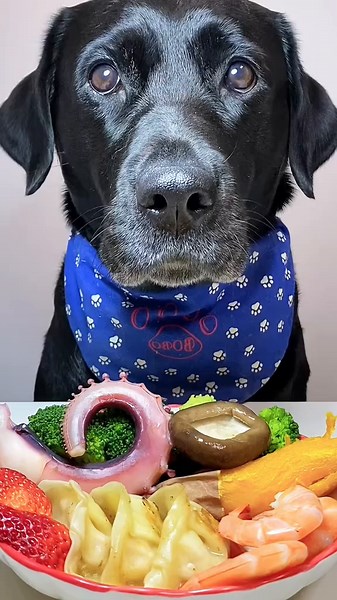 Captivating Dog Eating Sounds - Fun Animation