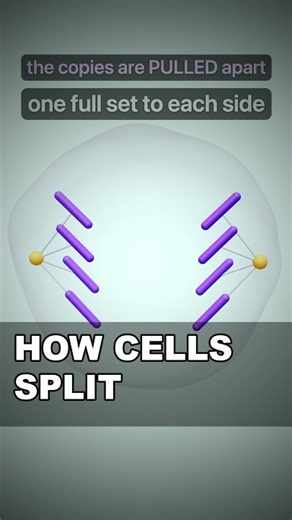 How Does Cell Division Work Step by Step? | 3D Animation UnStill #stemeducation