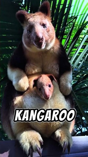 😱😱 This Kangaroo Lives in Trees… And It’s Real #rareanimals A Rare Animal Disappearing in Silence