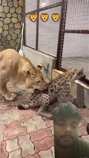 the lion king 2019 pumbaa fight hyenas #animals #wildlife #funnyvideos #shortsfeed 🦁 #viral